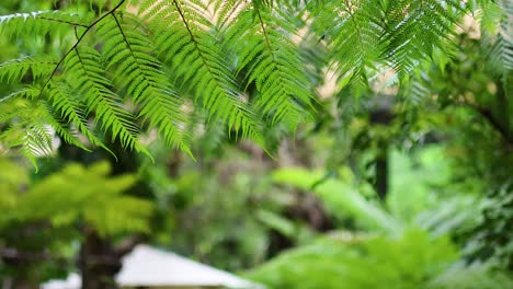 primer plano de hojas de helecho en un bosque exuberante