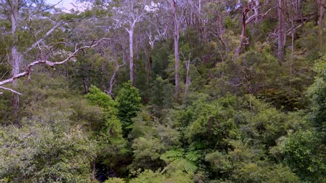 Dosel-De-Bosque-Denso-Repleto-De-Vegetación-Vibrante,-Un-Santuario-De-Bosque-Exuberante-Bajo-Un-Cielo-Suave