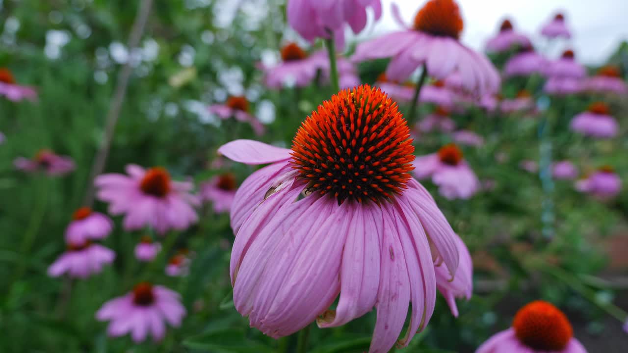 hermoso campo de coneflower con pétalos de rosa en el jardín