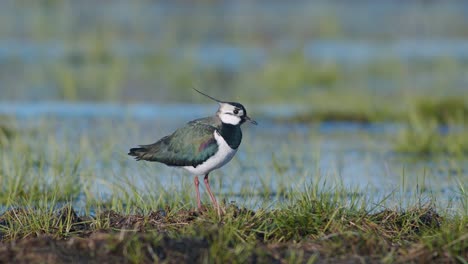 lapwing feeding on wetland with rain worm using foot-trembling movements food-seeking