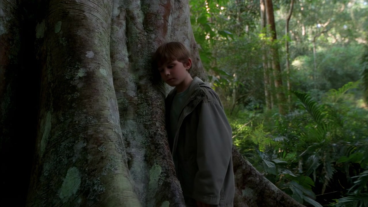 Child moves beside an enormous forest tree, places a hand on its rough trunk, then leans his head against the bark as soft daylight filters through lush green foliage.