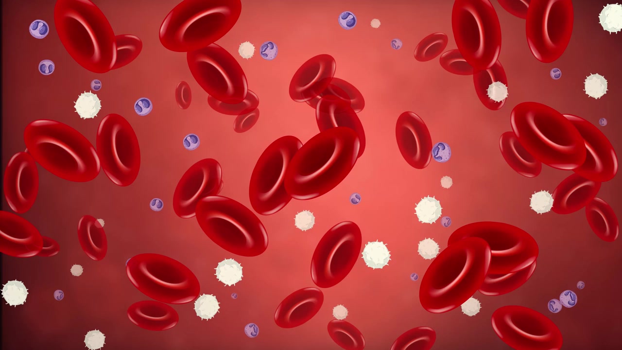 Microscopic View of Red and White Blood Cells Flowing