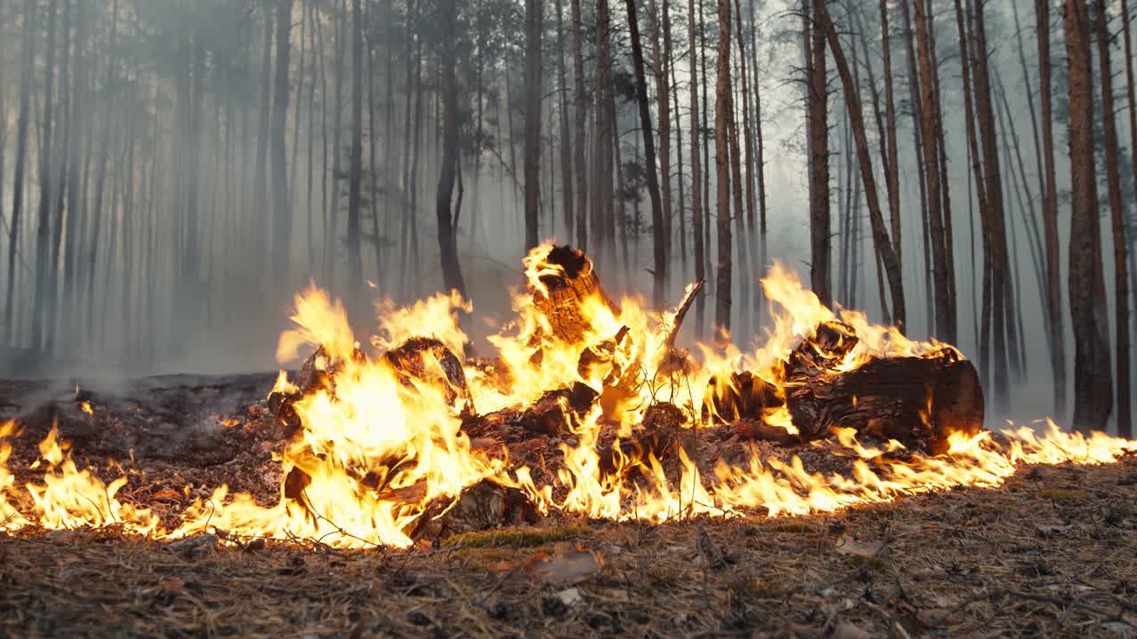 Forest arson concept. Burning heap of litter in wood, causing wildfire and deforestation