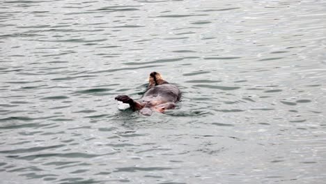 Nutria-De-Mar-Comiendo-Erizo-De-Mar-En-La-Bahía-De-Resurrección-Cerca-De-Seward,-Alaska