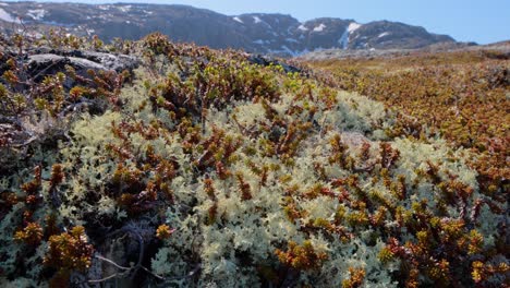 arctic tundra lichen moss close-up. found primarily in areas of arctic tundra, alpine tundra, it is extremely cold-hardy. cladonia rangiferina, also known as reindeer cup lichen.