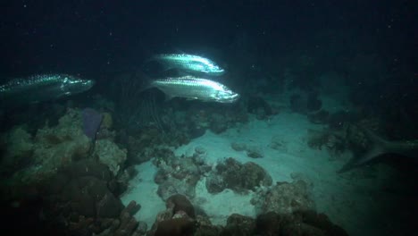 tarpon at night