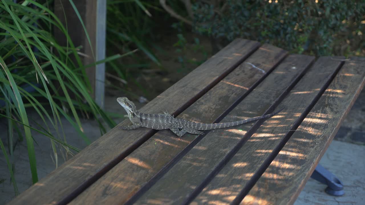 lagarto goanna relajándose en un banco del parque en un parque local en un día soleado