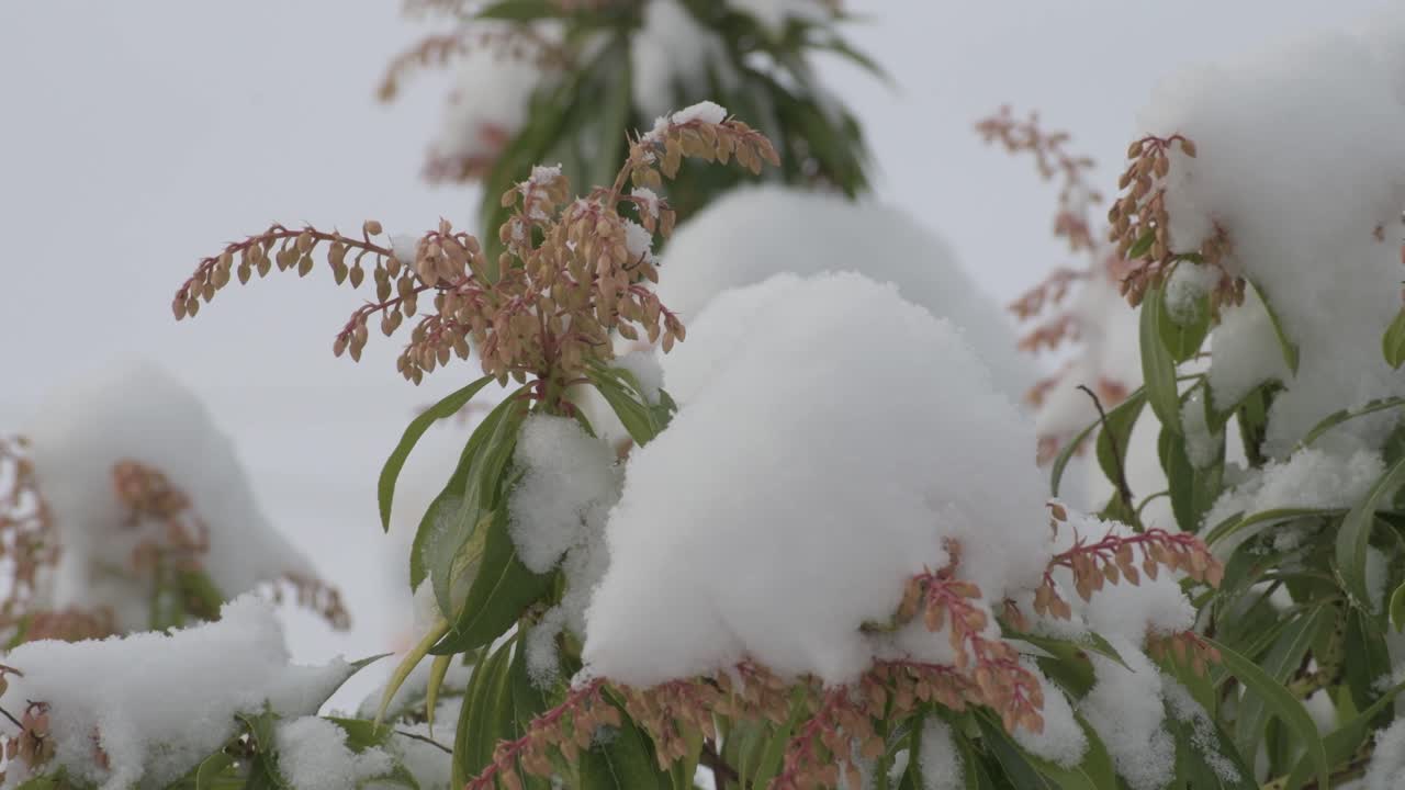 крупный план вереска обыкновенного со снегом на нем