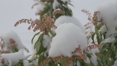 primer plano del brezo común con nieve
