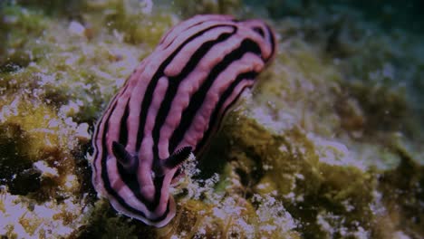 pink and black nudibranch on the rocky ocean floor