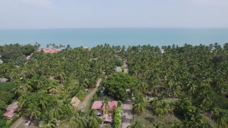 Aerial-flying-above-green-jungle,-above-vast-palm-tree-forest-towards-sea-coast-at-Palomino