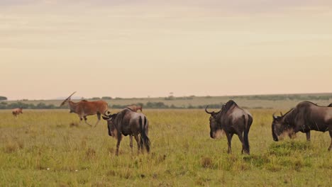 Cámara-Lenta-De-La-Vida-Silvestre-Africana-De-Caminatas-En-Manada-De-ñus,-Animales-De-Safari-Masai-Mara-En-Llanuras-De-Sabana-Paisaje-De-Pastizales-Bajo-El-Espectacular-Cielo-Naranja-Del-Atardecer-Y-Nubes-En-La-Sabana-En-Kenia