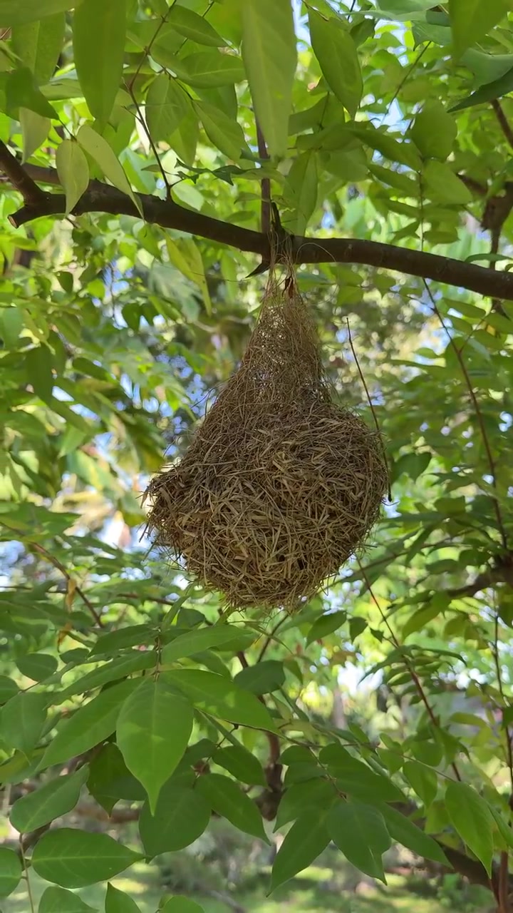 Nido di uccello intrecciato appeso a un ramo d'albero