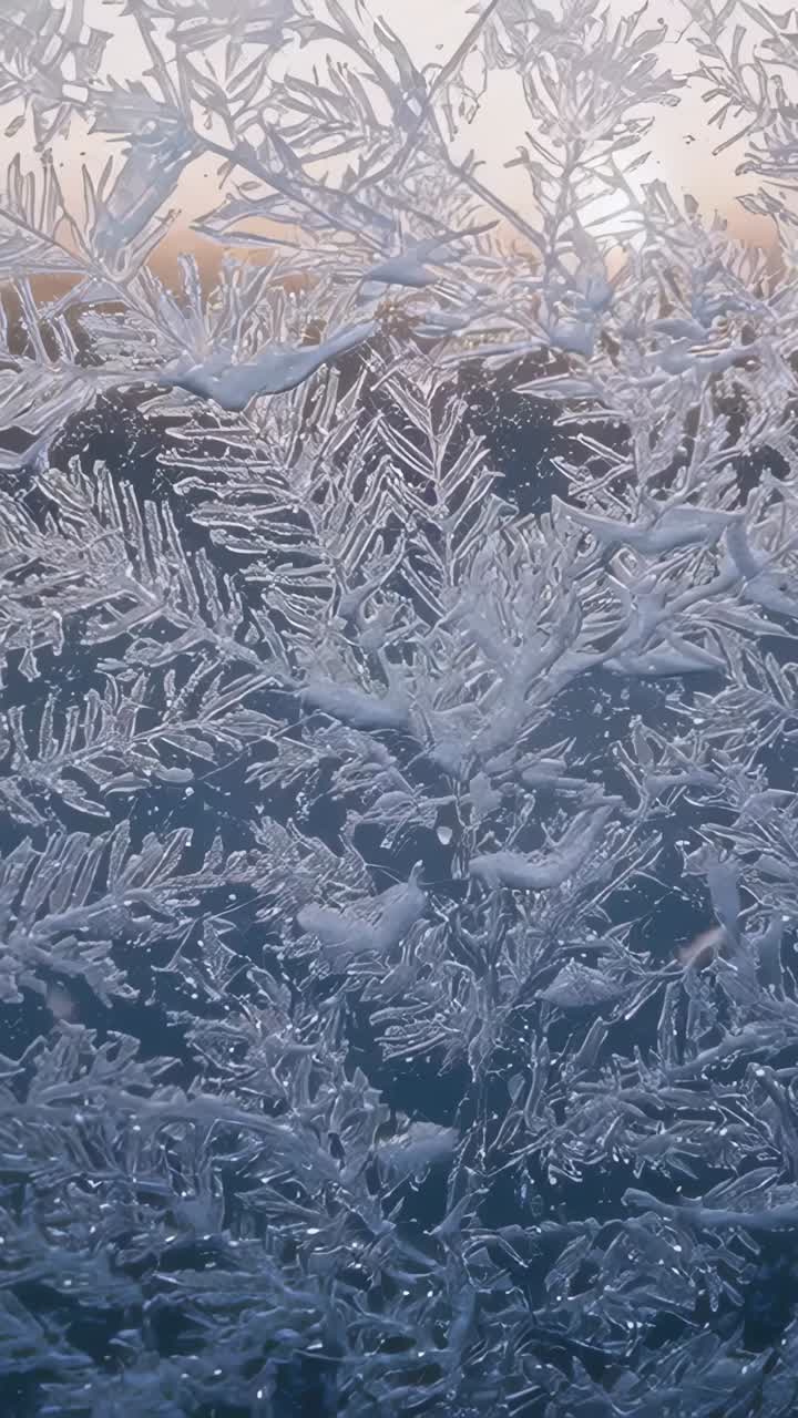 Video verticale: ripresa di una vetrata con brina di felce illuminata dal sole nascente che si muove sullo sfondo con delle goccioline