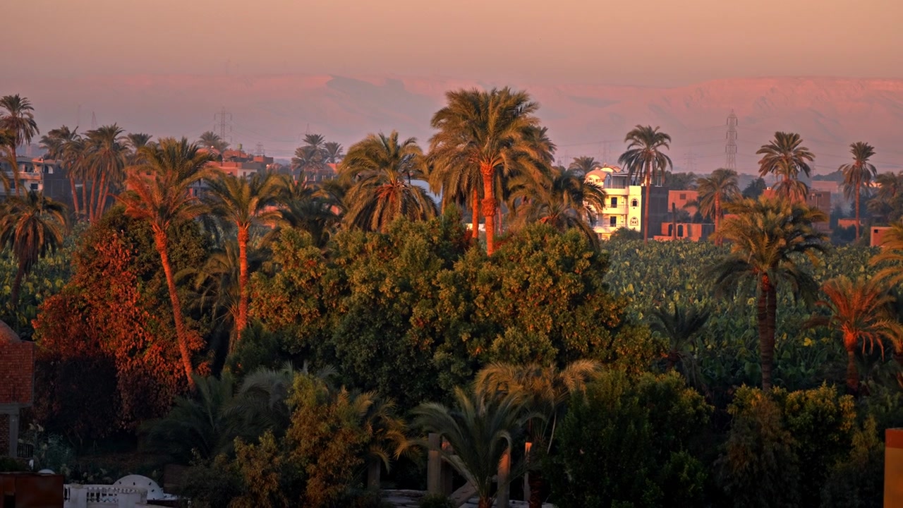 Un'alba vibrante e calda illumina una fitta chioma di palme da dattero e piantagioni di banane verdi sulla sponda occidentale rurale di Luxor, Egitto, con case di villaggio locali immerse nel paesaggio