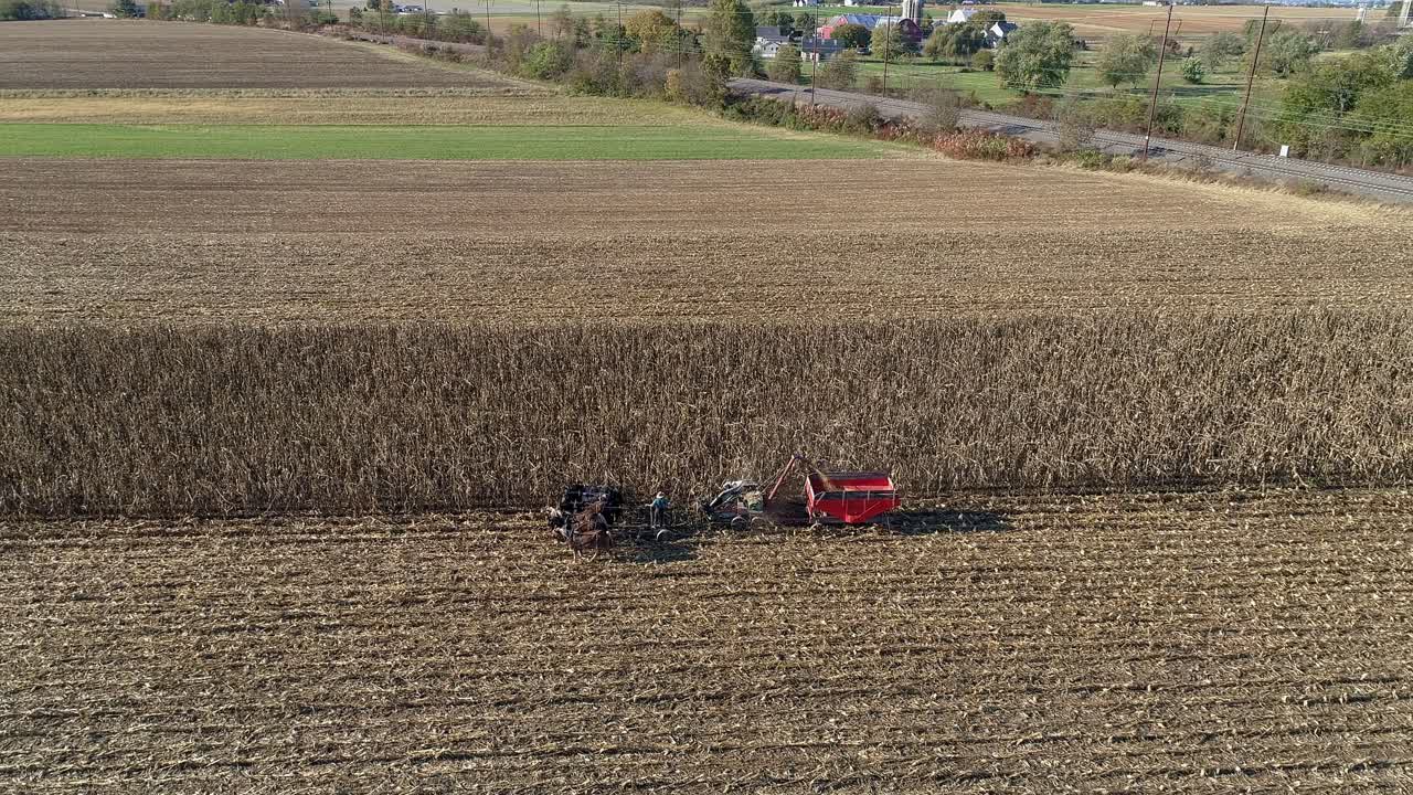 은 가을 날 에 다섯 마리 의 말 들 이 수확기 를 끌고 가서 가을 의 옥수수 수확 을 하고 있는 아미시 농부 의 공중 사진