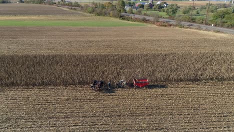 vista aérea de un granjero amish cosechando su cosecha de otoño de maíz con cinco caballos tirando de su cosechadora en un soleado día de otoño