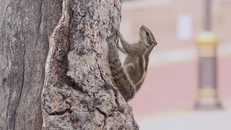 Beautiful-Indian-palm-squirrel-on-tree-stock-video-full-hd-resolution-1920-x-1080