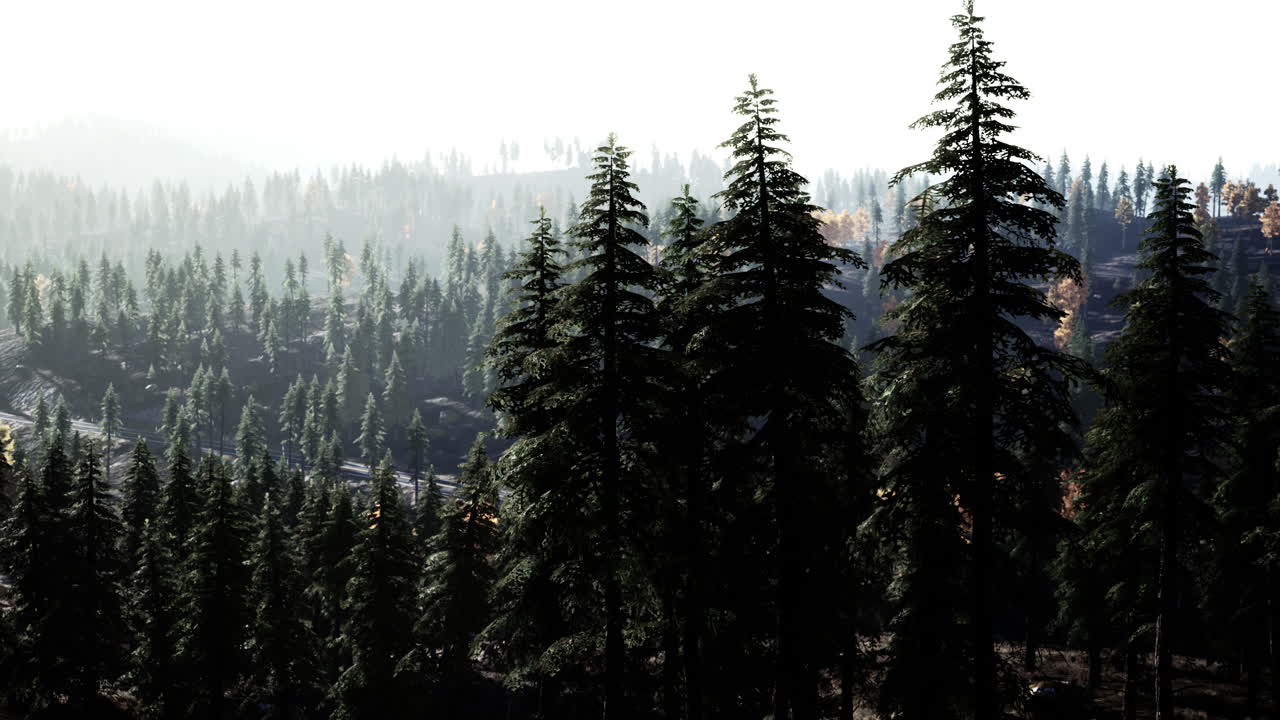 아침 에 안개 가 가득 한 산 숲 풍경