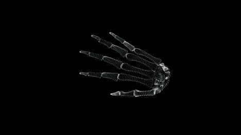 screen 3d of bone structure in human hand in the human body - loop