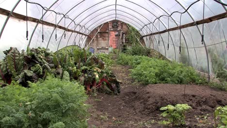 interior of green house with urban gardning in detroit, usa