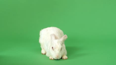 white rabbit on green background