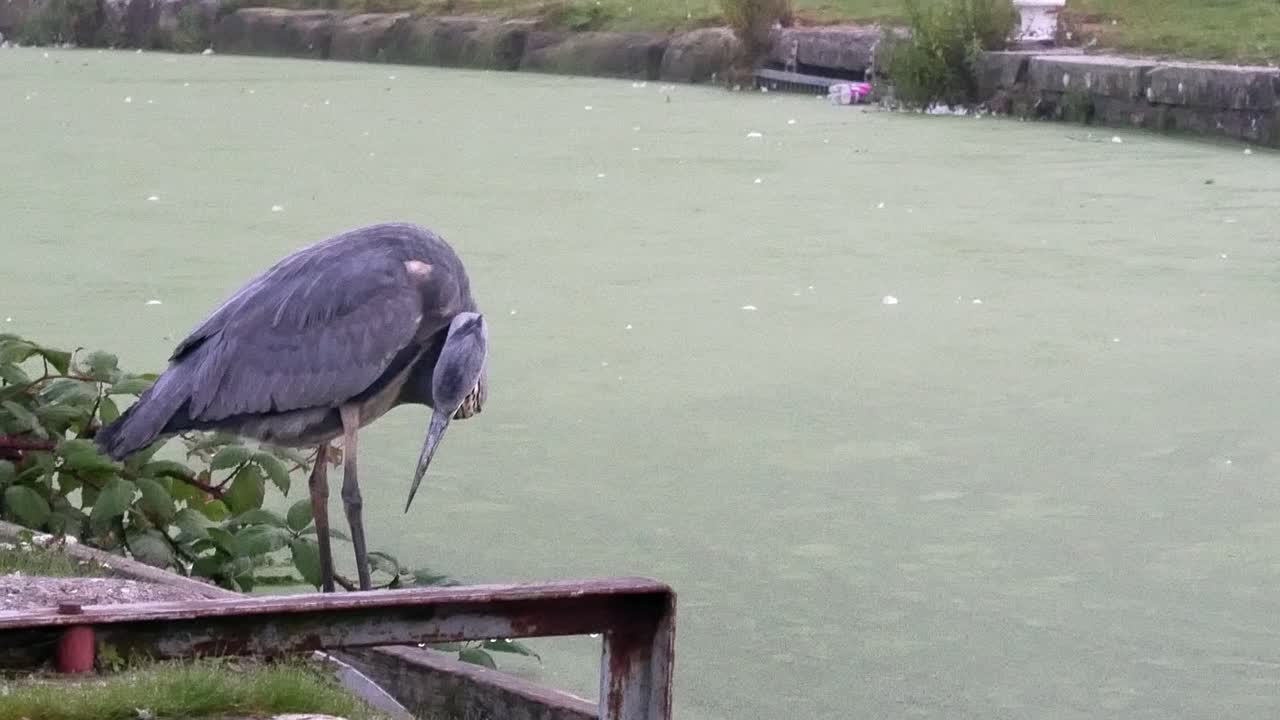 vigilante caza común de aves garza gris en el canal del río misty closeup