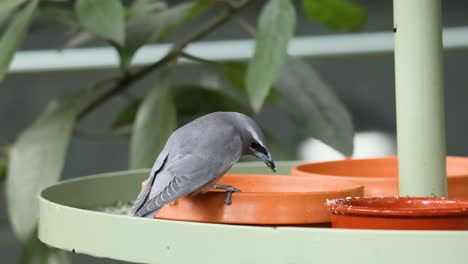 a bird eating from a feeder tray