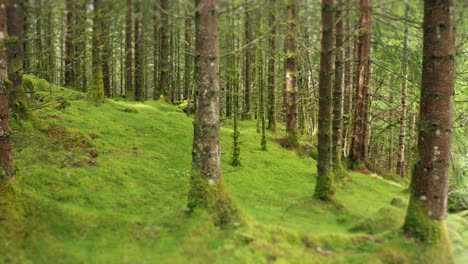 a walk through the enchanted forest