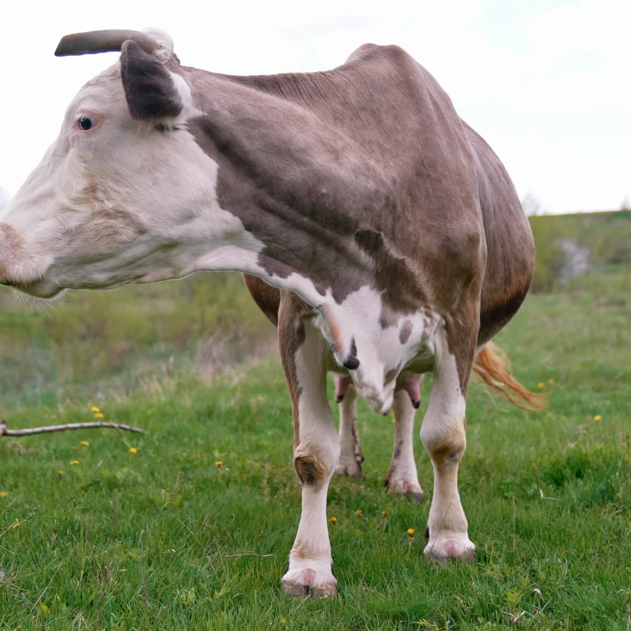 Cow grazing on a meadow. Cattle standing in a green field