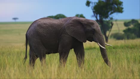 large elephant walking through tall grass in luscious kenyan landscape, african wildlife in maasai mara national reserve, kenya, africa safari animals in masai mara north conservancy