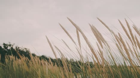 Wind-Weht-Auf-Grashalmen