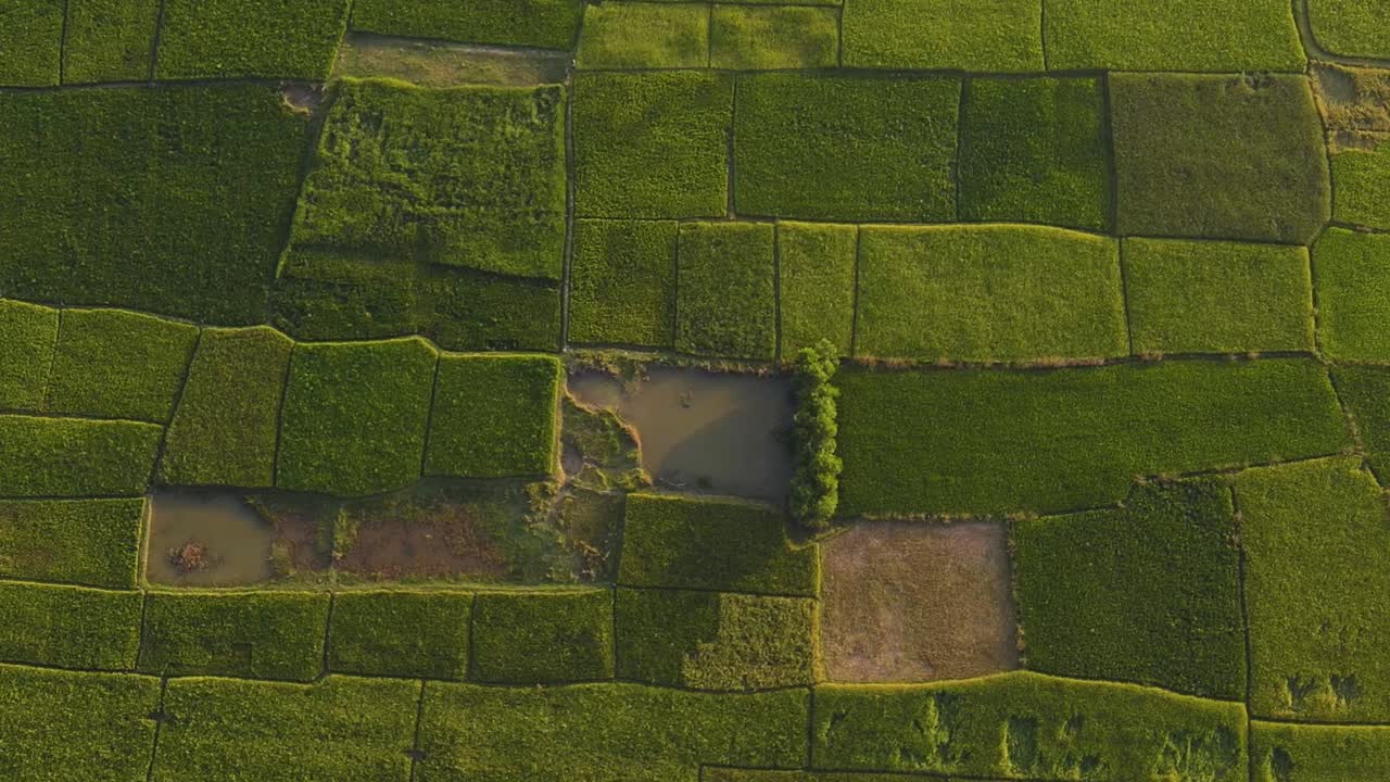 vista aérea de pájaros de campos verdes de retazos en el campo rural en sylhet