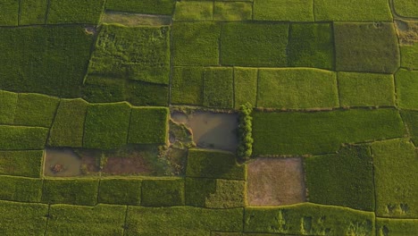 Vista-Aérea-De-Pájaros-De-Campos-Verdes-De-Retazos-En-El-Campo-Rural-En-Sylhet