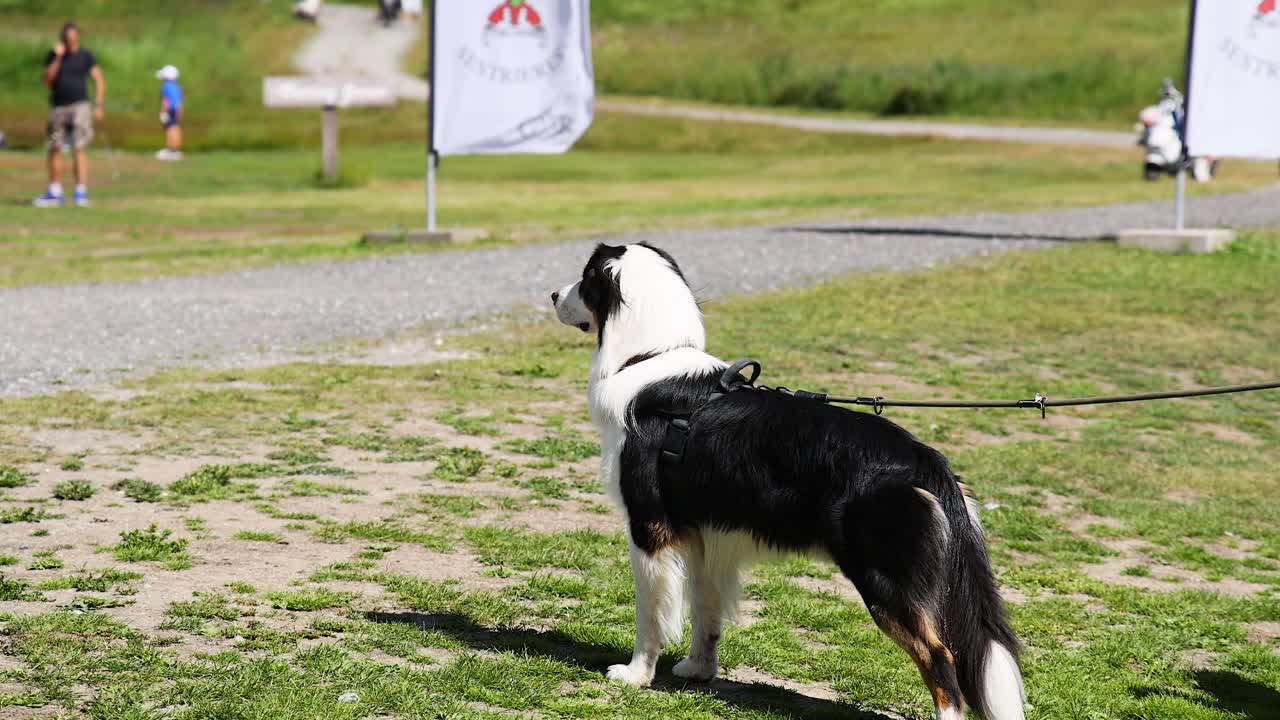 강아지 가 공원 에서 사람 들 을 지켜보고 있다