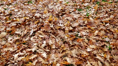 woman wearing winter boots walks through fallen leaves