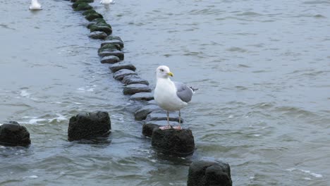 seagull stands still on a breakwater while waves crash beneath it