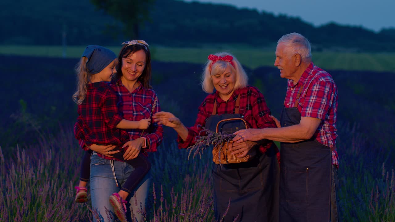 Senior grandparents granddaughter farmers growing lavender plant in garden field, family business