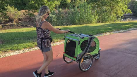 una dama paseando a su perro boxeador en un carrito después de una cirugía de rótula