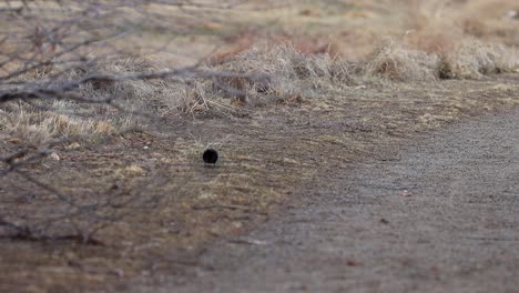 a red winged blackbird digs in the dirt for seeds near a trail