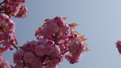 pink cherry blossoms during springtime on lake como, italy, close up shot