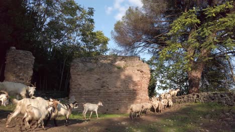 rebaño de cabras en el campo romano pasando por una ruina de la antigua roma