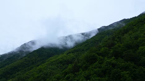slow-shifting mist floats over a green mountain slope with dense forest and texture. shot at villa di tirano, sondrio, italy (italia)