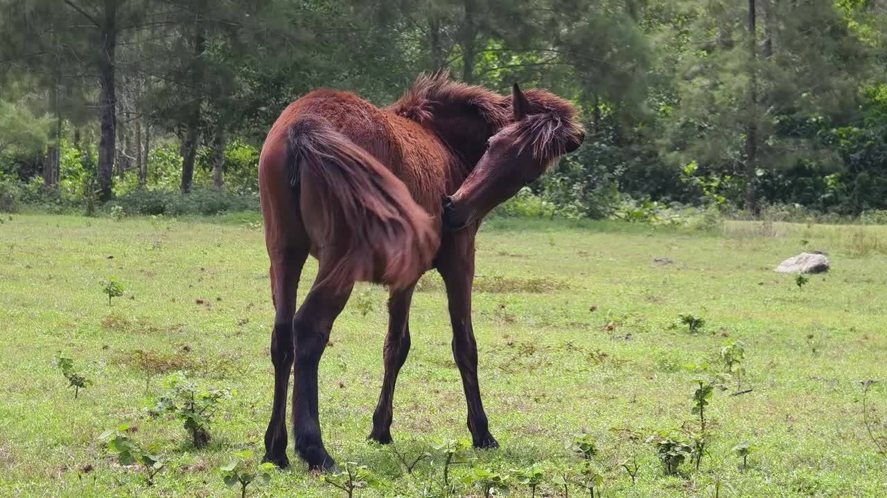 caballo joven rascándose en un campo