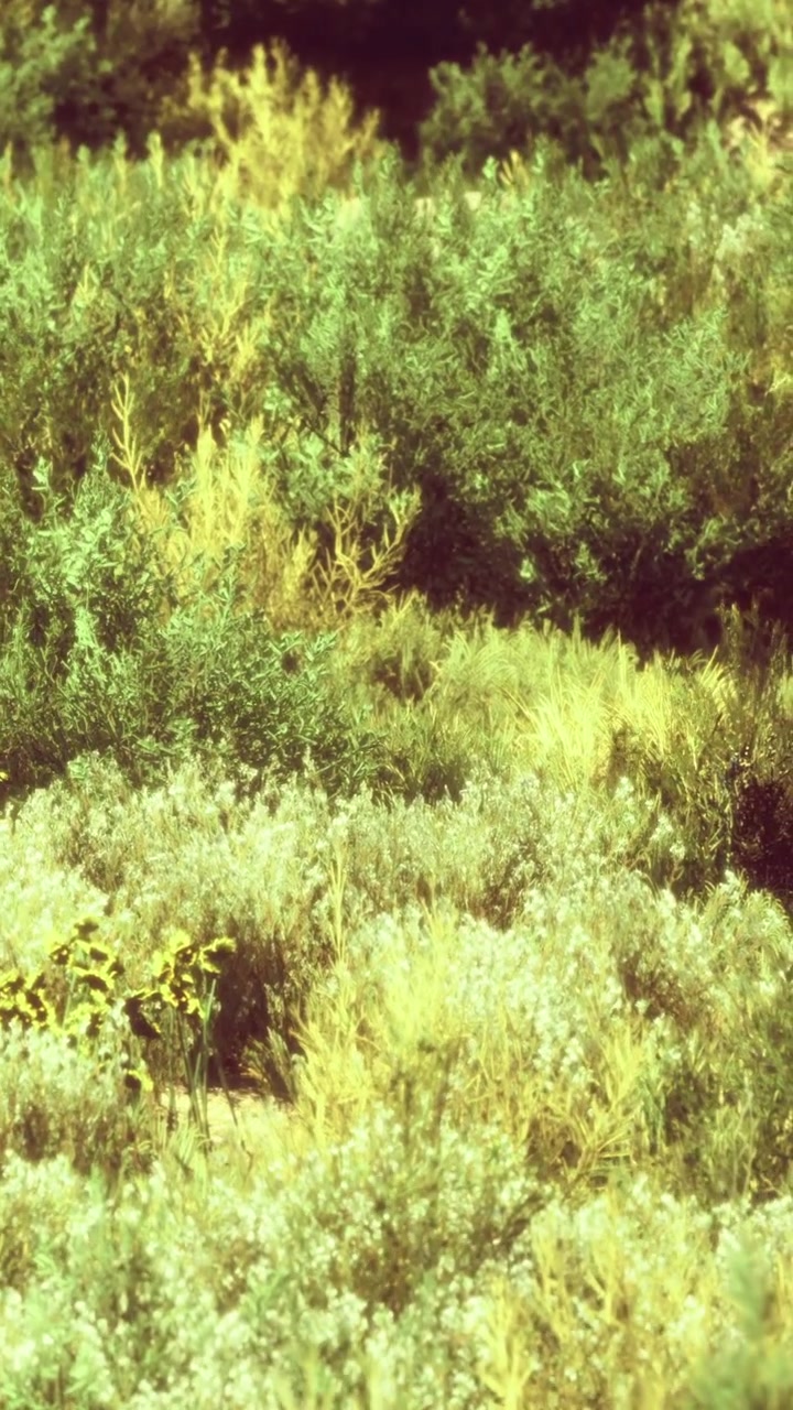 La lussureggiante vegetazione verde mostra la bellezza della natura in un paesaggio sereno
