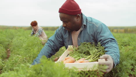 african american man harvesting carrots on farm field