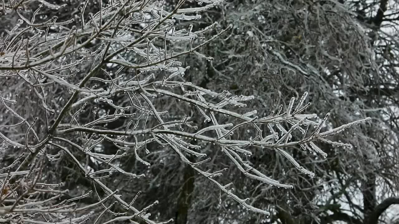 ледяной дождь, вызванный ледяной зимней бурей, покрывает ветви деревьев, издавая жуткие скрипящие и трещащие звуки в этом плавном и ровном кадре