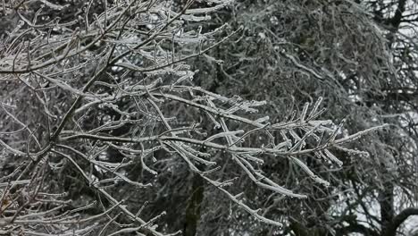 a blast of freezing rain from ice cold winter storm, coats the branches of the trees, making eerie creeking and cracking noises in this smooth steady shot