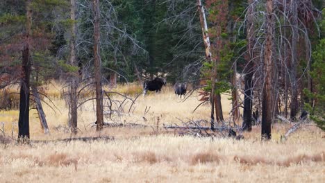 pair of moose at rocky mountain national park in colorado, usa