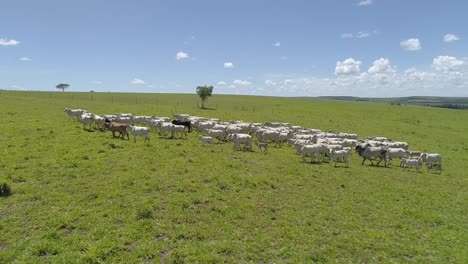 aerial view of a herd of cows slowly walking across a beautiful pasture in a deforested area in the amazon rainforest